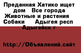 Преданная Хатико ищет дом - Все города Животные и растения » Собаки   . Адыгея респ.,Адыгейск г.